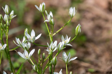 Beytüllahim Bahçe Yıldızı 'nın (ornithogalum umbellatum) çiçek açması