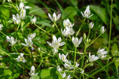 Beytüllahim Bahçe Yıldızı 'nın (ornithogalum umbellatum) çiçek açması