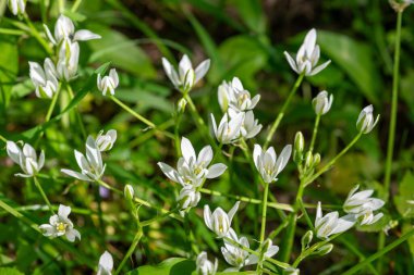 Beytüllahim Bahçe Yıldızı 'nın (ornithogalum umbellatum) çiçek açması