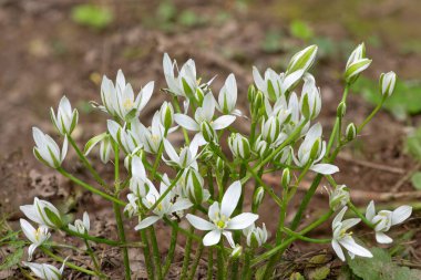 Beytüllahim Bahçe Yıldızı 'nın (ornithogalum umbellatum) çiçek açması