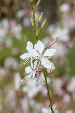 Çiçek açan beyaz gaura (oenothera lindheimeri) çiçeklerini kapat