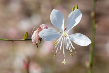 Çiçek açan beyaz bir gaura (oenothera lindheimeri) çiçeğine yaklaş