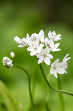 Çiçek açmış Napoli sarımsağına (allium neapolitanum) yakın plan