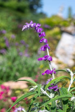 Meksika çalı adaçayı (salvia leucantha) çiçeği.