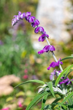 Meksika çalı adaçayı (salvia leucantha) çiçeği.