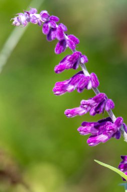 Meksika çalı adaçayı (salvia leucantha) çiçeği.