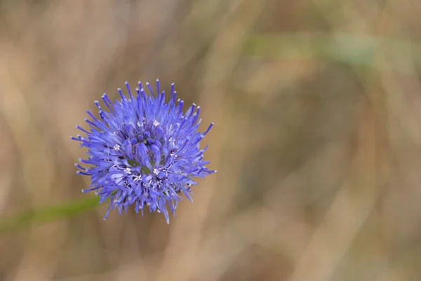Macro shot of a blue bonnet (jasione montana) flower in bloom