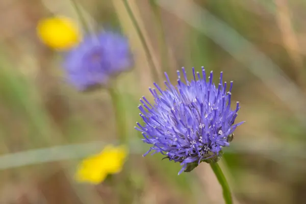 Macro shot of a blue bonnet (jasione montana) flower in bloom
