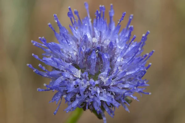 Macro shot of a blue bonnet (jasione montana) covered in dew droplets