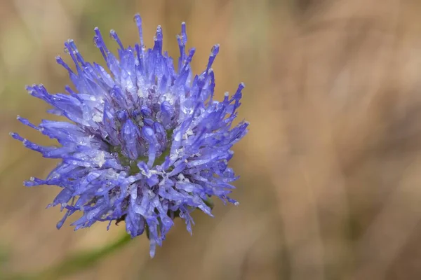 Macro shot of a blue bonnet (jasione montana) covered in dew droplets
