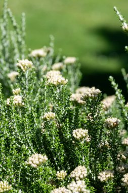 Pamuk ağacının (ozothamnus leptophyllus) çiçekleri çiçek açar.