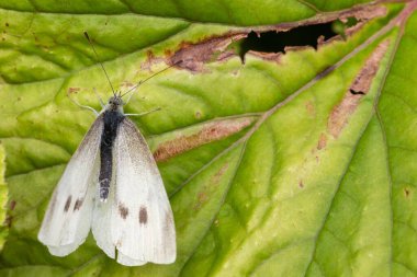 Yaprağın üzerinde beyaz bir lahananın (pieris rapae) makro görüntüsü