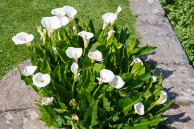 Çiçekler açan zambak (zantedeschia aethiopica) çiçeklerini kapat