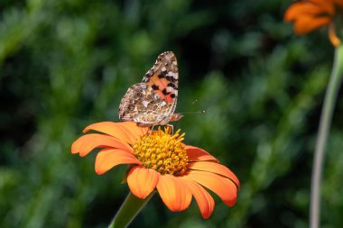 Bahçedeki Meksika ayçiçeğindeki (tithonia rotundifolia) boyalı bir kadının (Vanessa cardui) kelebeğine yakın çekim