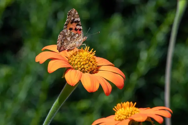 Bahçedeki Meksika ayçiçeğindeki (tithonia rotundifolia) boyalı bir kadının (Vanessa cardui) kelebeğine yakın çekim