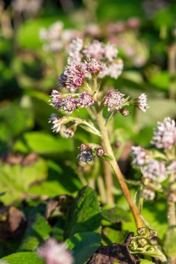 Kış helezonuna (petasite pyrenaicus) çiçek açar.