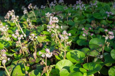 Kış helezonuna (petasite pyrenaicus) çiçek açar.