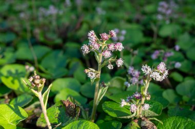 Kış helezonuna (petasite pyrenaicus) çiçek açar.