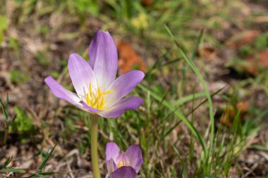 Çiçek açmış bir sonbahar tarlasına (colchium autumnale) yakın plan
