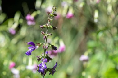 Close up of salvia cyanescens flowers in bloom