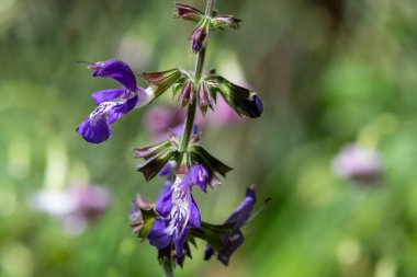 Close up of salvia cyanescens flowers in bloom
