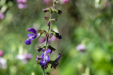 Close up of salvia cyanescens flowers in bloom