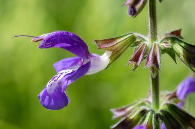 Bir salvanın makro çekimi çiçek açmış siyansenler