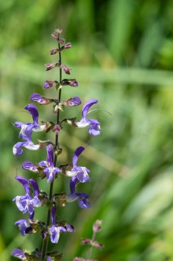 Close up of salvia cyanescens flowers in bloom