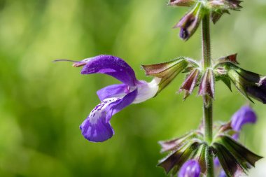 Bir salvanın makro çekimi çiçek açmış siyansenler