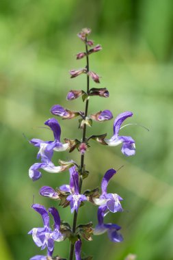 Close up of salvia cyanescens flowers in bloom