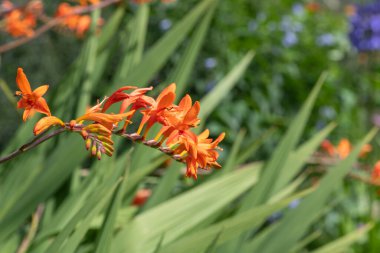 Close up of a crocosmia paniculata flower in bloom