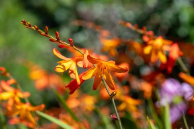Close up of a crocosmia paniculata flower in bloom