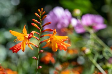 Close up of a crocosmia paniculata flower in bloom