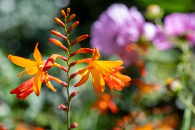 Close up of a crocosmia paniculata flower in bloom