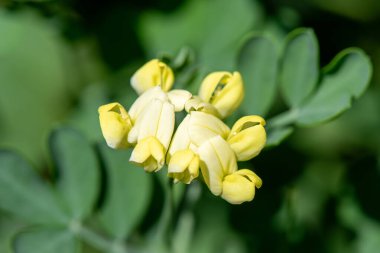 Çiçek açmış Makro Akrep Vuruşu (Coronilla Valentina)