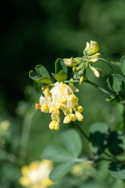 Çiçek açmış Makro Akrep Vuruşu (Coronilla Valentina)