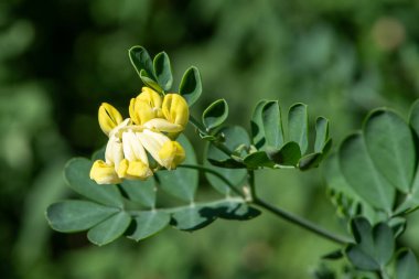 Çiçek açmış Makro Akrep Vuruşu (Coronilla Valentina)