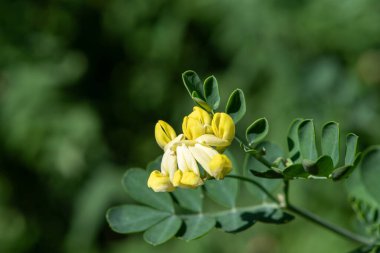 Çiçek açmış Makro Akrep Vuruşu (Coronilla Valentina)
