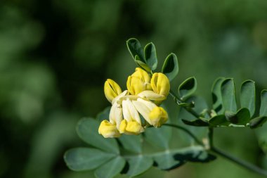 Çiçek açmış Makro Akrep Vuruşu (Coronilla Valentina)