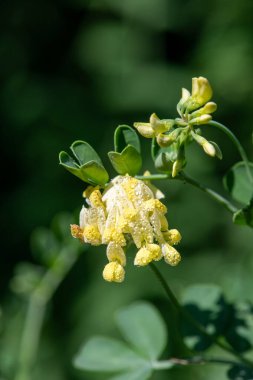 Çiçek açmış Makro Akrep Vuruşu (Coronilla Valentina)