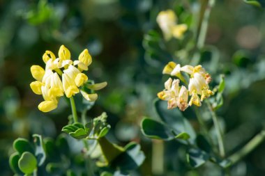 Çiçek açmış Makro Akrep Vuruşu (Coronilla Valentina)