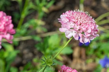 Çiçek açmış pembe bir iğneliğe yaklaş.