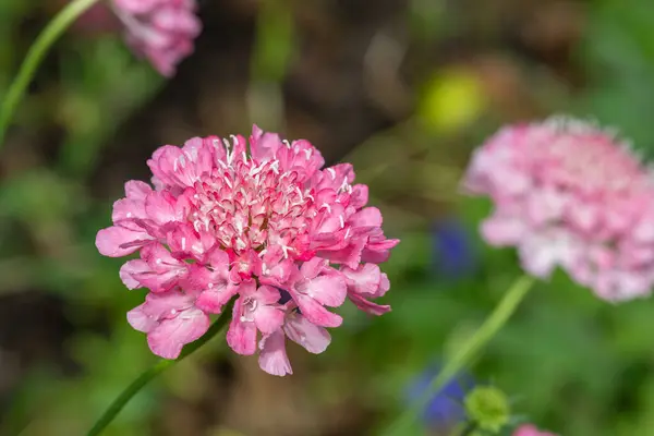 Stock image Close up of a pink pincushion flower in bloom