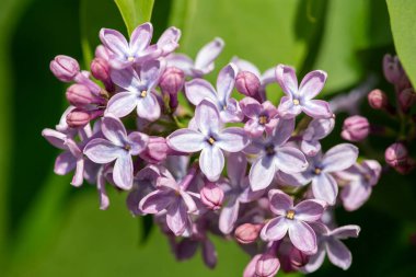 Çiçek açan leylak (şırınga) çiçeklerini kapat