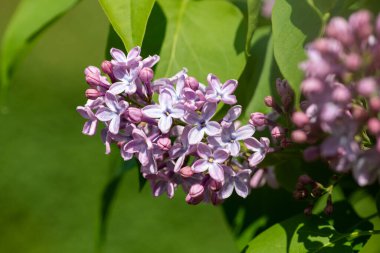 Çiçek açan leylak (şırınga) çiçeklerini kapat