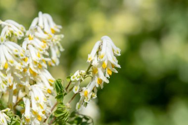 Soluk Corydalis 'in (psödofumaria alba) çiçekleri çiçek açmış.