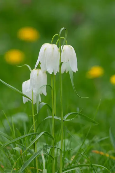 Close up of white snakes head fritillary (fritillaria meleagris) flowers in bloom