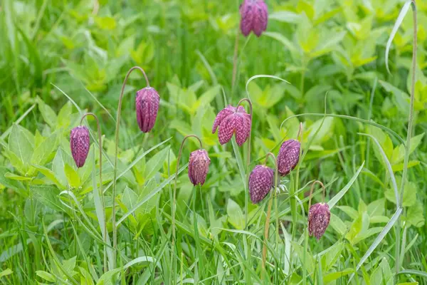 Close up of purple snakes head fritillary (fritillaria meleagris) flowers in bloom