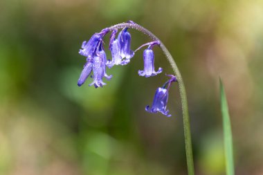 Yaygın bir BlueBell 'in (hyacinthoides non scripta) çiy damlacıklarıyla kaplı çiçeğini kapat