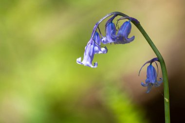 Yaygın bir BlueBell 'in (hyacinthoides non scripta) çiçek açışını kapat